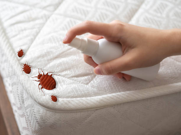 Best Spider Control Near Me  in Menomonie, WI